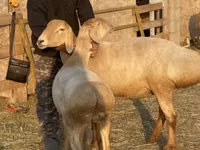 نعجة, Edilbay sheep — الصورة 3