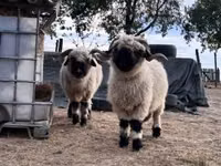 Sheep, Valais Blacknose sheep — photo 1