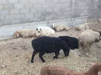 Oveja, Tian-Shan semifinewool sheep — foto 5