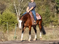 Horse (M), Quarter Horse — photo 8