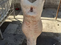 母羊, Yecheng sheep — 照片 4