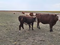 गाय, Simmental cattle — फ़ोटो 2
