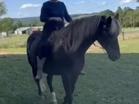 Faras, Rocky Mountain Horse — sawirka 7