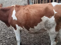 Ng'ombe jike, Simmental cattle — picha 2