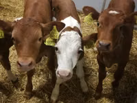 Ng'ombe (kikundi, jinsia haijatajwa), Simmental cattle — picha 2