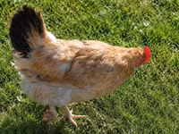 Chickens — 照片 2