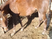 فرس, French Trotter — الصورة 2