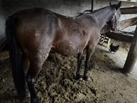 Faras dhaddig, Horses — sawirka 3