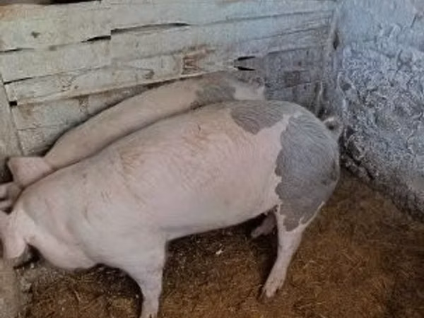 母猪, Pigs
