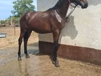 Faras, Nonius horse — sawirka 3