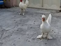 Chickens — 照片 4