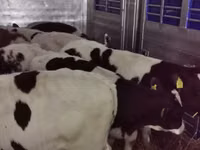 Bulle, Russian Black pied cattle — Foto 7