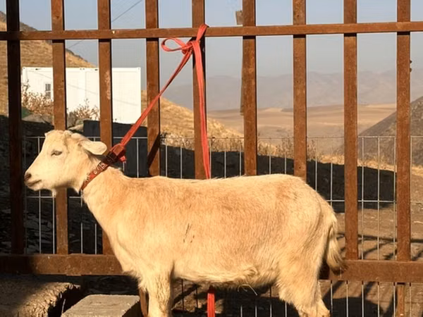 Goat, Saanen goat