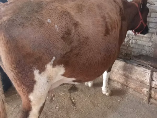 Cow, Alatau breed