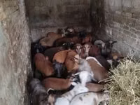 母羊, Cameroon sheep — 照片 3