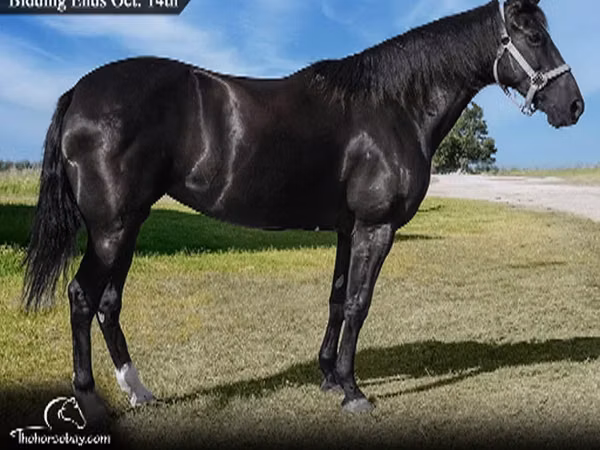 Mare, Tennessee Walking Horse