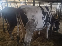 गाय, Russian Black pied cattle — फ़ोटो 2