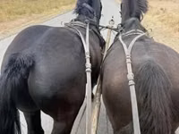 Horse (M), Lipizzaner — photo 3