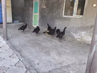 Chickens — फ़ोटो 7