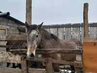 Faras dhaddig, Horse breed — sawirka 2