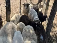 Ido, Merino sheep — sawirka 5