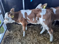 ثور, Simmental cattle — الصورة 3