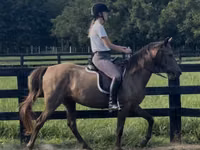 母马, Rocky Mountain Horse — 照片 2