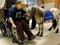 Faras, Miniature horse — sawirka 3