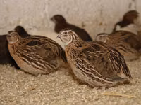 إستوني — الصورة 1