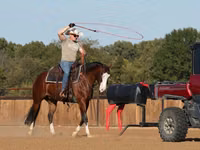 Horse (M), Quarter Horse — photo 5