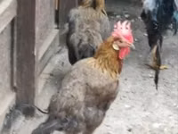 Chickens — 照片 1