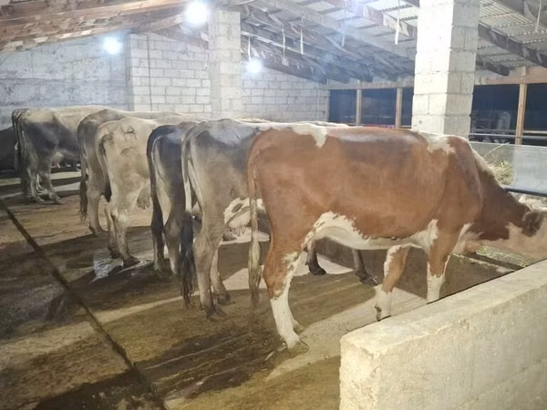 Cow, Alatau breed