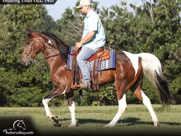 Horse (M), Tennessee Walking Horse