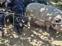 Schweine (Partie, Geschlecht nicht angegeben) — Foto 7