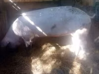 Sow, Pigs — photo 8