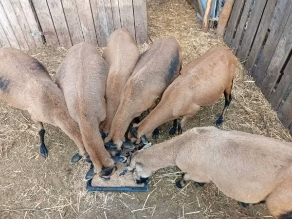 भेड़, Cameroon sheep