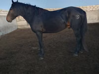 घोड़ा, Kushum Horse — फ़ोटो 5
