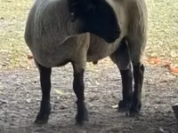 Wad, White Suffolk sheep — sawirka 2