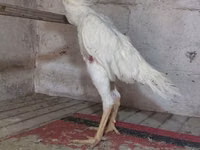 Chickens — الصورة 1