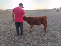 Vaca, Vaca de estepa roja — foto 5