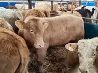 Ng'ombe (kikundi, jinsia haijatajwa), Simmental cattle — picha 3