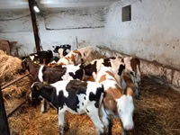 Ng'ombe (kikundi, jinsia haijatajwa), Simmental cattle — picha 7