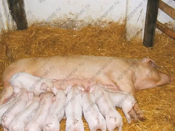 公猪, Pigs