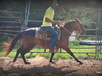 Stute, Standardbred — Foto 5