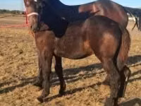 حصان, Percheron — الصورة 1