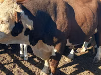 Bull, White-headed Ukrainian — photo 2