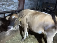 Lo’, Simmental cattle — sawirka 3