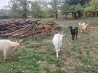 Goats (batch, sex not specified), Goats — photo 4