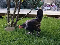Chickens — photo 3