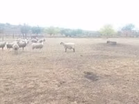 Wad, Shroshire sheep — sawirka 6